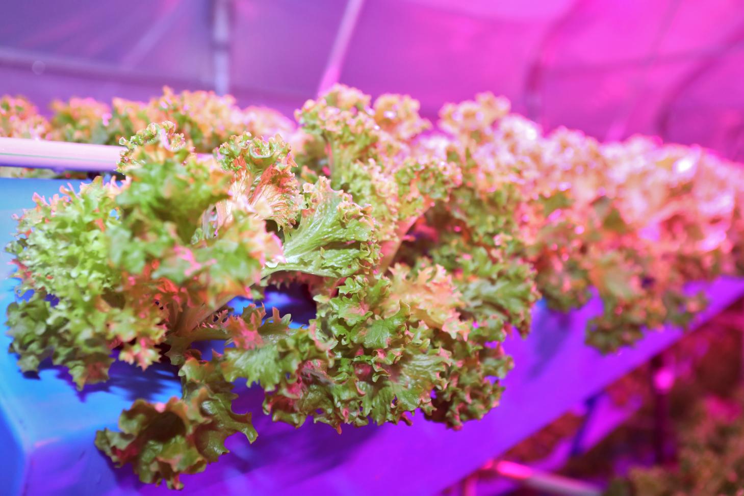 Growing plants using aeroponics