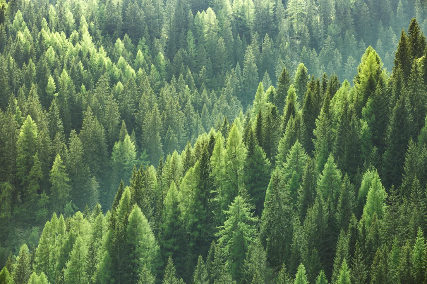 A coniferous forest
